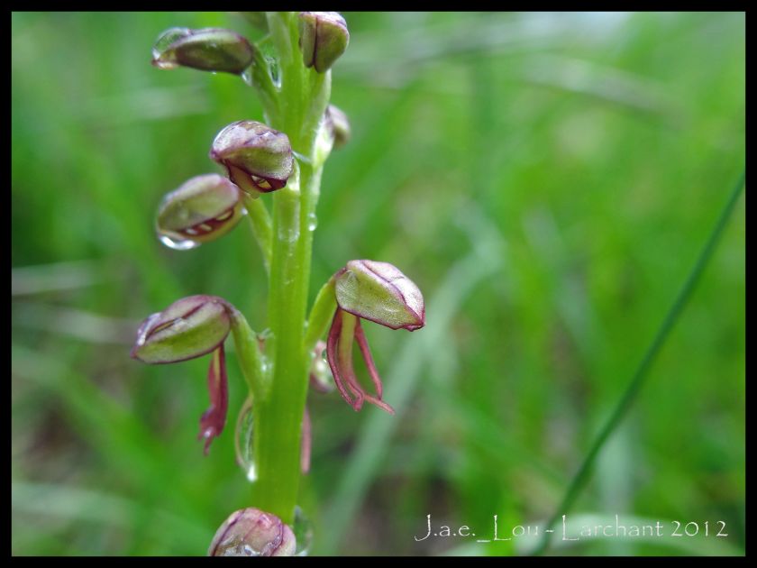 Orchis anthropophora - Orchis homme-pendu
